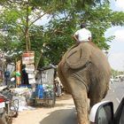 случайная встреча на дороге с индийским слоном