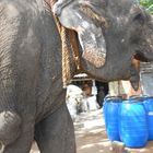 случайная встреча на дороге с индийским слоном